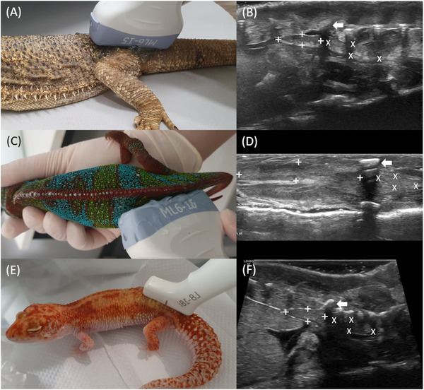 Comparative Sonographic Studies of the Urogenital Tract in Lizards.