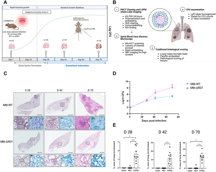 Correlative 3D imaging method for analysing lesion architecture in susceptible mice infected with Mycobacterium tuberculosis.