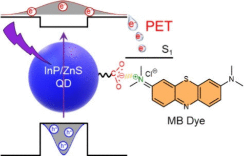 Bright, Stable, and Active: Surface Engineered Blue-Emitting InP Quantum Dots for Photoinduced Charge Separation in Water