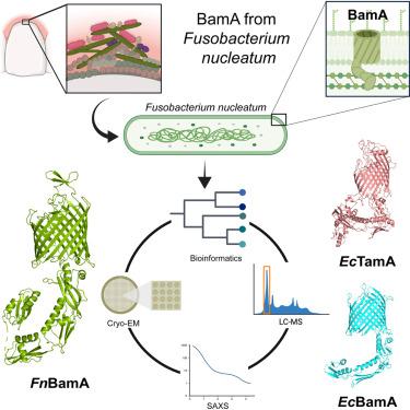 Characterization of the OMP biogenesis machinery in Fusobacterium nucleatum