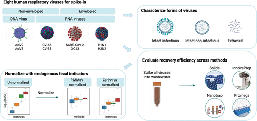 Benchmarking Concentration and Extraction Methods for Wastewater-Based Surveillance of Eight Human Respiratory Viruses: Implications for Rapid Application to Novel Pathogens