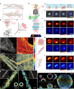 Single-molecule orientation and localization microscopy