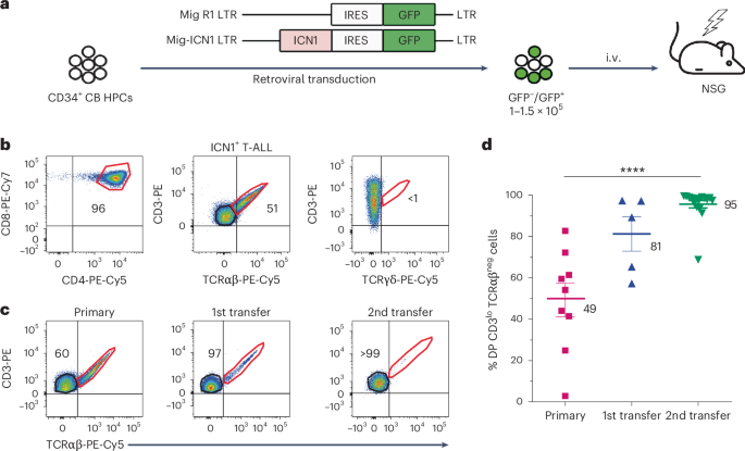 Pre-TCR-targeted immunotherapy for T cell acute lymphoblastic leukemia