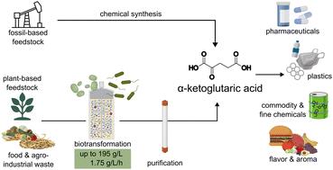 α-Ketoglutaric acid as a promising platform chemical for sustainable bio-based industries