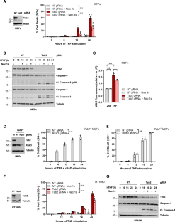 TAB2 controls a TAK1-independent cell death checkpoint at the level of TNFR1 complex II in the TNF pathway