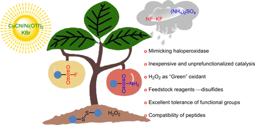 Biomimetic Oxidation of Disulfides for the Synthesis of Sulfonyl Fluorides and Primary Sulfonamides Catalyzed by Copper/Lewis Acid