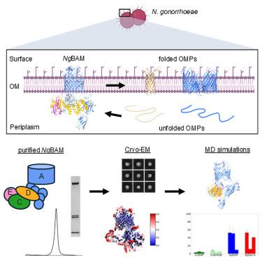 Structural insights into outer membrane protein biogenesis in pathogenic Neisseria