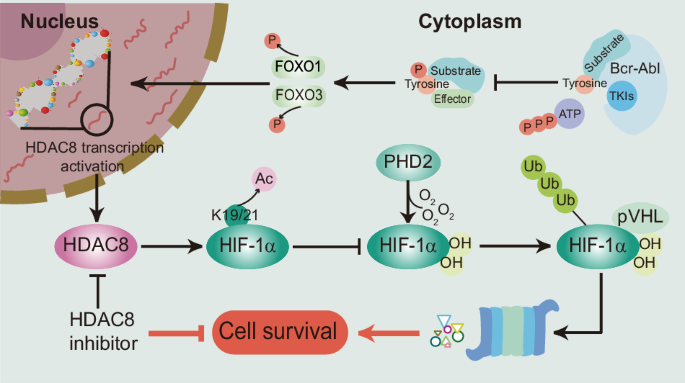 Targeting HDAC8 sensitizes tyrosine kinase inhibitors in the elimination of B-cell acute lymphoblastic leukemia cells through degradation of HIF-1α