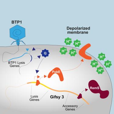 A prophage intercepts pathogenic activity of infecting phage for defense