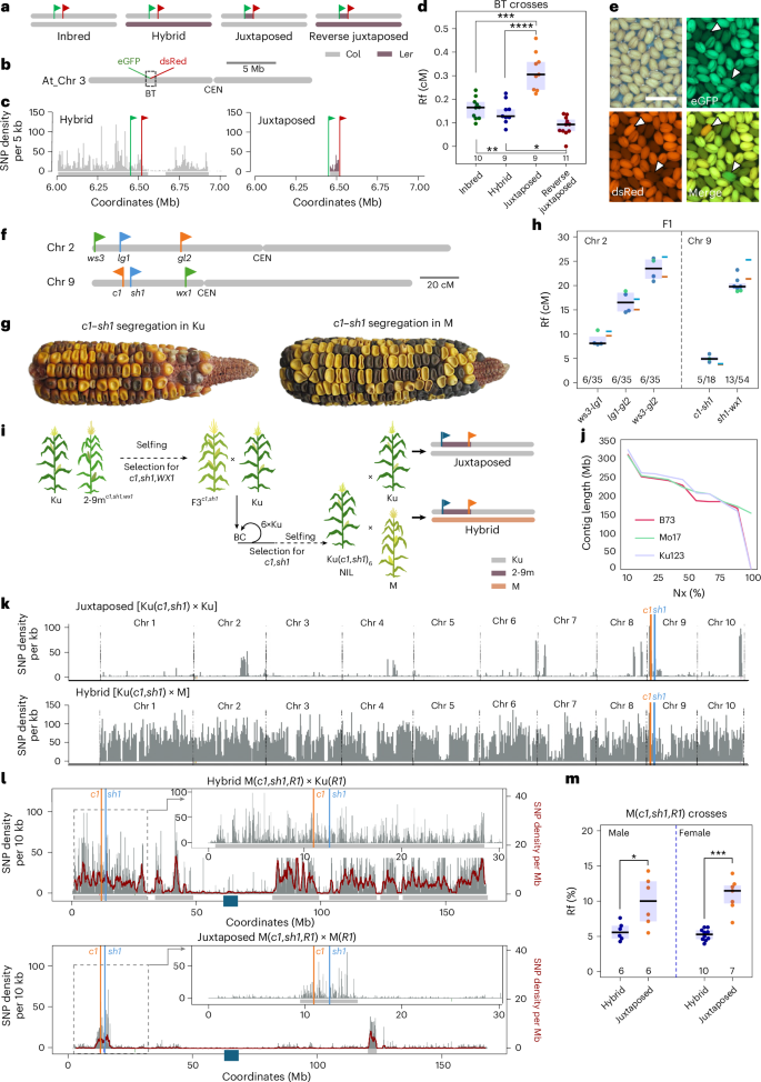 Enhancing local meiotic crossovers in Arabidopsis and maize through juxtaposition of heterozygous and homozygous regions