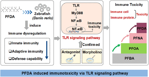 Perfluorodecanoic Acid (PFDA) Disrupts Immune Regulation via the Toll-like Receptor Signaling Pathway in Zebrafish