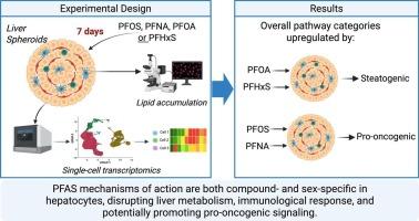 Assessing the impact of perfluoroalkyl substances on liver health: a comprehensive study using multi-donor human liver spheroids
