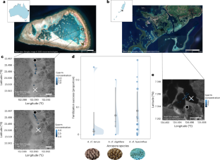 Critical thresholds of adult patch density and spacing during coral fertilization