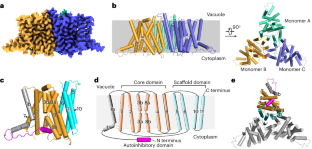 Structural basis of CAX1 autoinhibition by its amino-terminal domain in Arabidopsis thaliana