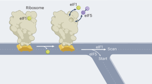 Two dynamically competing factors determine the translation start site