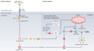 Apoptosis-targeting BH3 mimetics: transforming treatment for patients with acute myeloid leukaemia