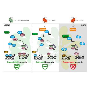 The HY5-NPR1 module governs light-dependent virulence of a plant bacterial pathogen