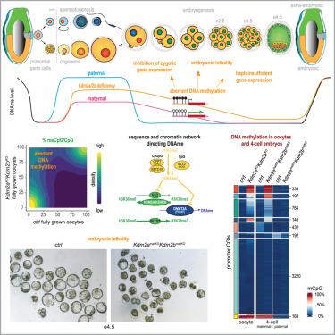 Preventing CpG hypermethylation in oocytes safeguards mouse development