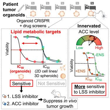A combined enteric neuron-gastric tumor organoid reveals metabolic vulnerabilities in gastric cancer