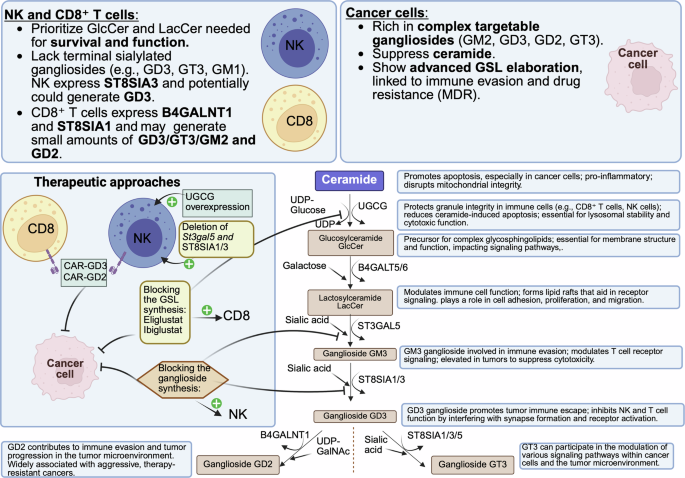 UGCG and the glycosphingolipid rheostat: a metabolic checkpoint governing immune activation and tumor immune evasion
