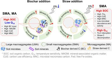 Aggregate size mediates the stability and temperature sensitivity of soil organic carbon in response to decadal biochar and straw amendments