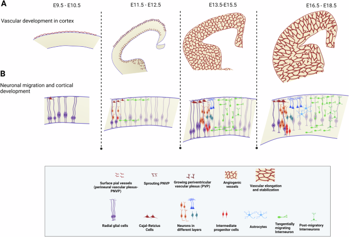 Reviewing vascular influences on neuronal migration, cortical development, and neurodevelopmental disorders: focus on autism, ADHD and schizophrenia