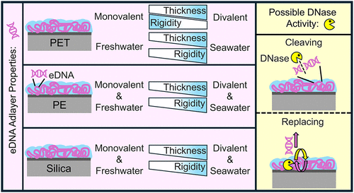 Adsorption and Protection of Environmental DNA (eDNA) on Polymer and Silica Surfaces