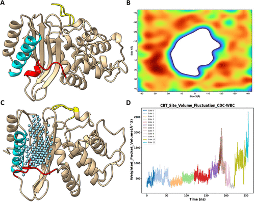 Identification of Protein Cryptic Sites via Conformational Dynamics Capturing and Water-Based Pocket Characterization in Molecular Dynamics Simulations