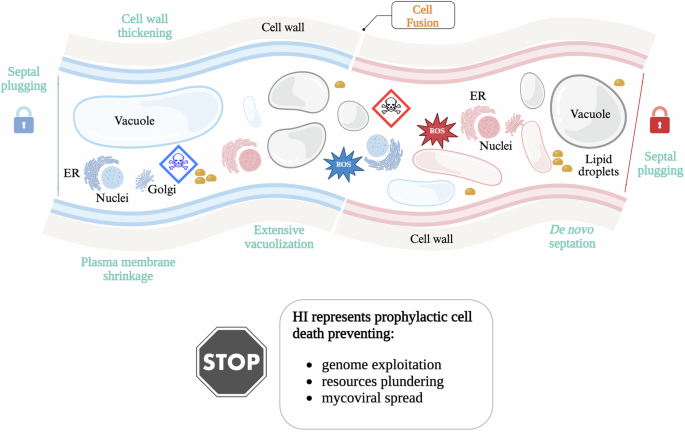 Regulated cell death in fungi from a comparative immunology perspective