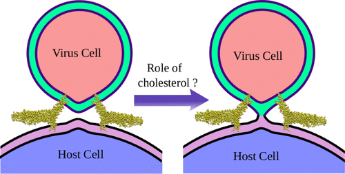 Investigating the Impact of Cholesterol on GP41-Driven HIV Membrane Fusion