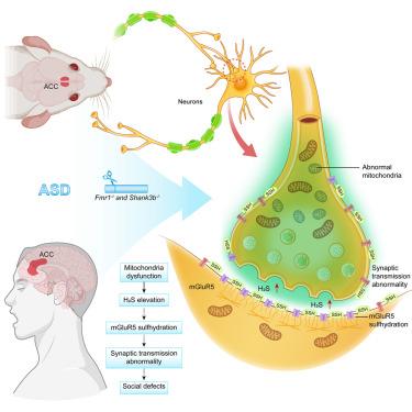 Mitochondrial dysfunction reveals H2S-mediated synaptic sulfhydration as a potential mechanism for autism-associated social defects