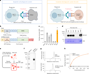 Phagocytic clearance of targeted cells with a synthetic ligand