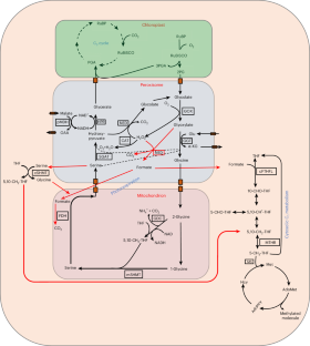 Metabolic flux analysis in leaf metabolism quantifies the link between photorespiration and one carbon metabolism
