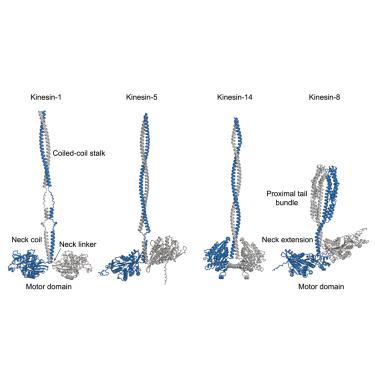 Fungal kinesin-8 motors dimerize by folding their proximal tail domain into a compact helical bundle