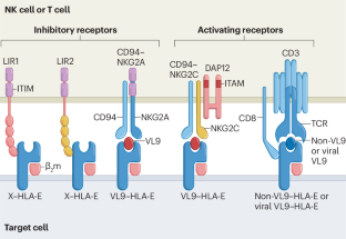 Targeting MHC-E as a new strategy for vaccines and immunotherapeutics