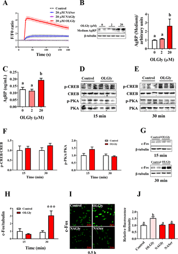 Correction to “N-Oleoylglycine-Induced Hyperphagia Is Associated with the Activation of Agouti-Related Protein (AgRP) Neuron by Cannabinoid Receptor Type 1 (CB1R)”