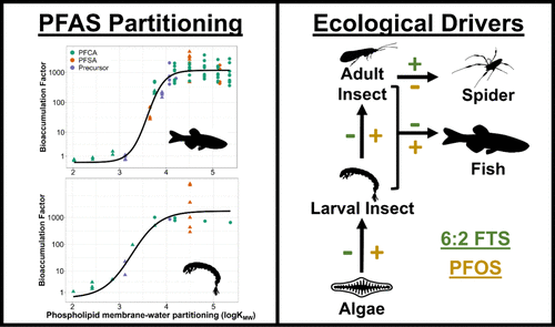 Bioaccumulation and Transfer of Per- and Polyfluoroalkyl Substances (PFAS) in a Stream and Riparian Food Web Contaminated by Food Processing Wastewater