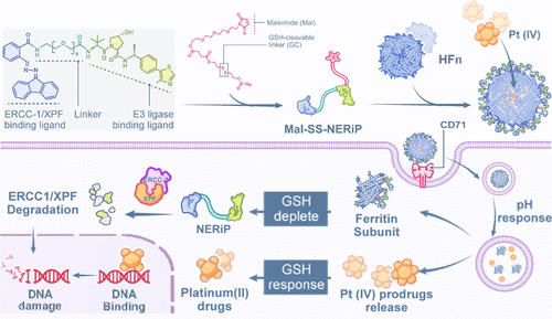 Ferritin-Conjugated PROTAC Strategy for ERCC1/XPF Degradation and Platinum Sensitization in Resistant Tumors