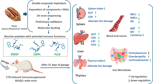 Immunomodulatory Activity of Pecan-Derived Peptides: Targeting Cyclophosphamide-Mediated Immune Dysregulation