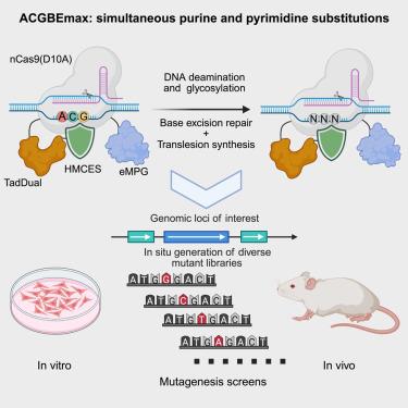 A base editor facilitates simultaneous purine and pyrimidine substitutions for ex vivo and in vivo mutagenesis screens