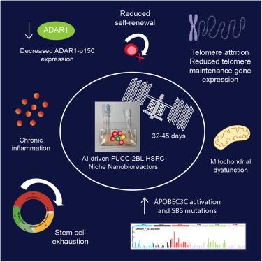 Nanobioreactor detection of space-associated hematopoietic stem and progenitor cell aging