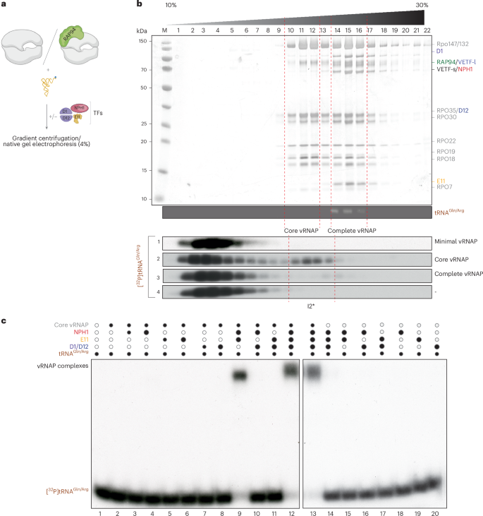 tRNA as an assembly chaperone for a macromolecular transcription-processing complex