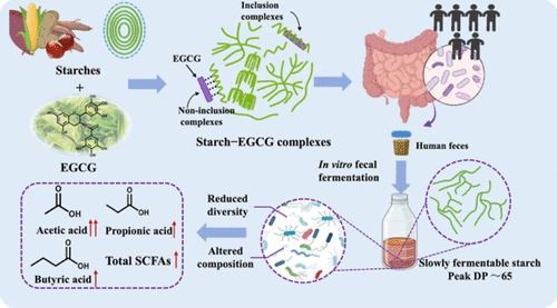 Starch–EGCG Complexes Improve Starch Fermentability, Acetate Production, and Alter Relations between Gut Microbiota and Starch Chain-Length Distributions