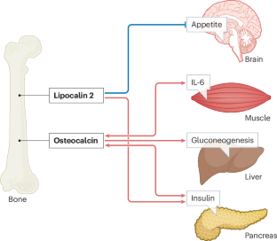 Two decades into the crosstalk between bone and energy metabolism