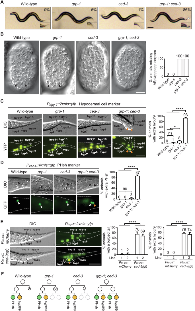 Uridine 5’-monophosphate (UMP) synthesis connects nucleotide metabolism to programmed cell death in C. elegans