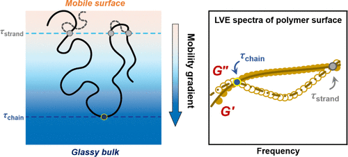 Surface Dynamics of Polymer Glasses with Varying Chain Lengths