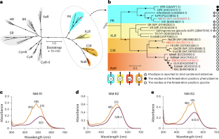 Carotenoids bind rhodopsins and act as photocycle-accelerating pigments in marine Bacteroidota