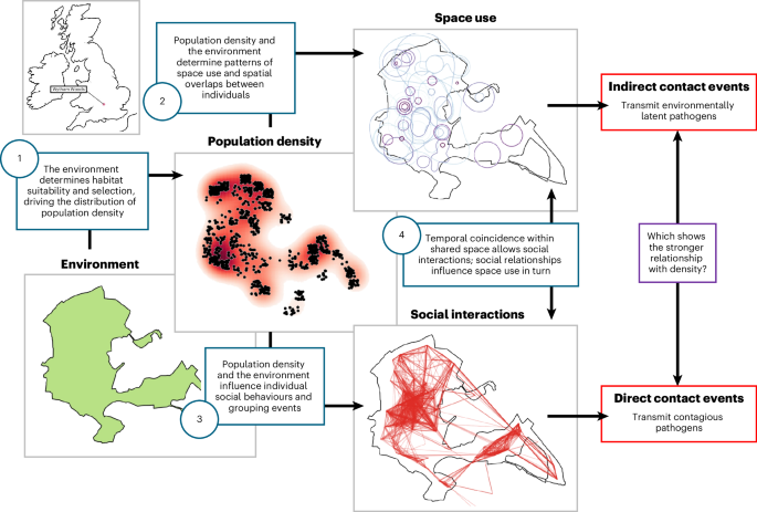 Density-dependent network structuring within and across wild animal systems