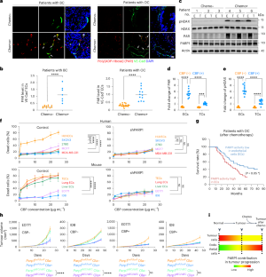 MLKL PARylation in the endothelial niche triggers angiocrine necroptosis to evade cancer immunosurveillance and chemotherapy