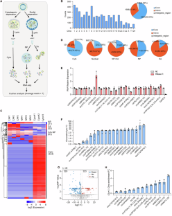 Chromatin-associated circRNA ciCRLF3(2) regulates cell differentiation blockage via activating non-homologous end joining–based DNA repair